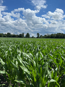 Was ist eigentlich „regenerative Landwirtschaft“ und was hat hat die mit Jeans zu tun?